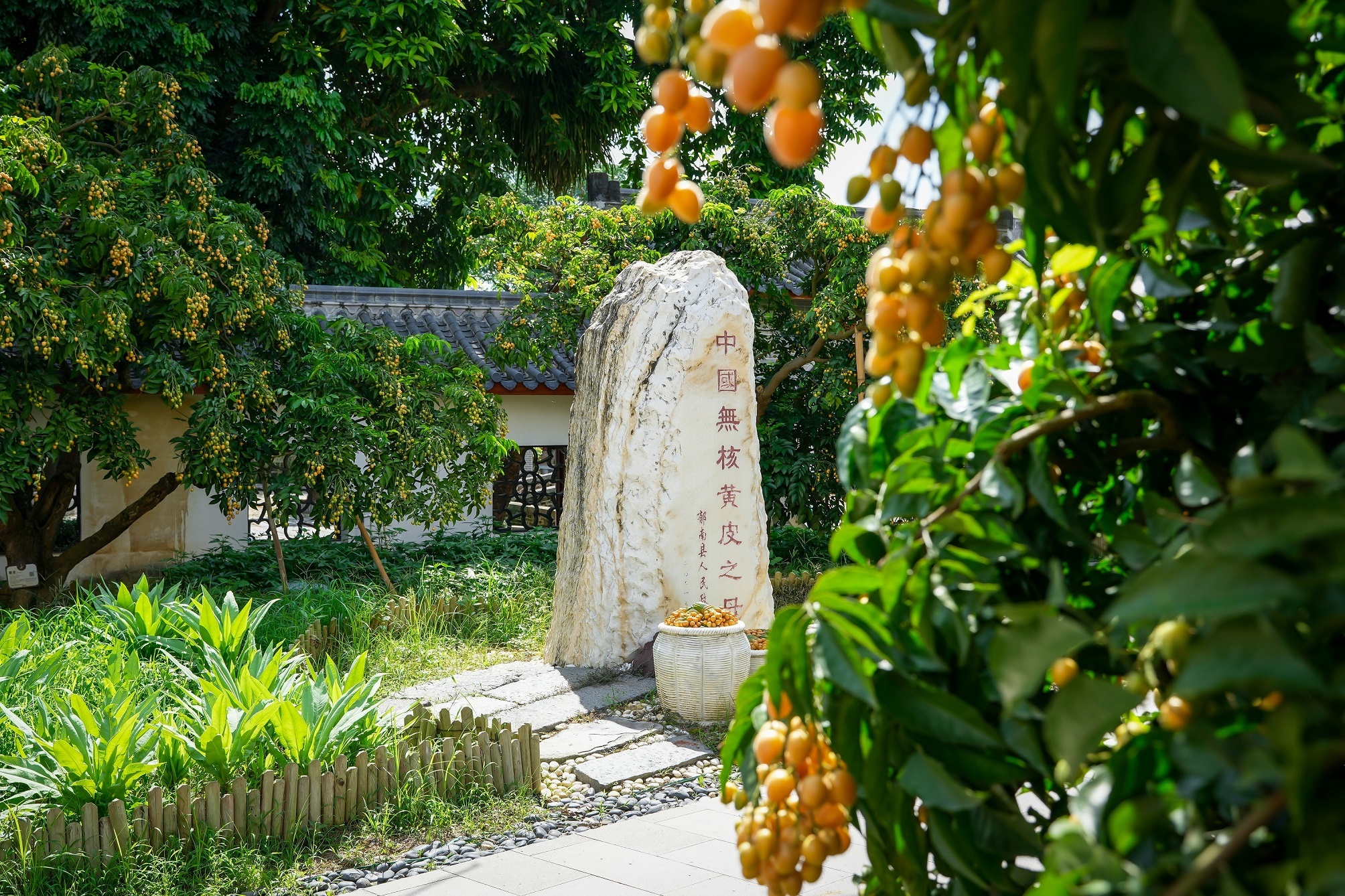 干園無(wú)核黃皮母樹。攝影：何鑒清 (1).jpg